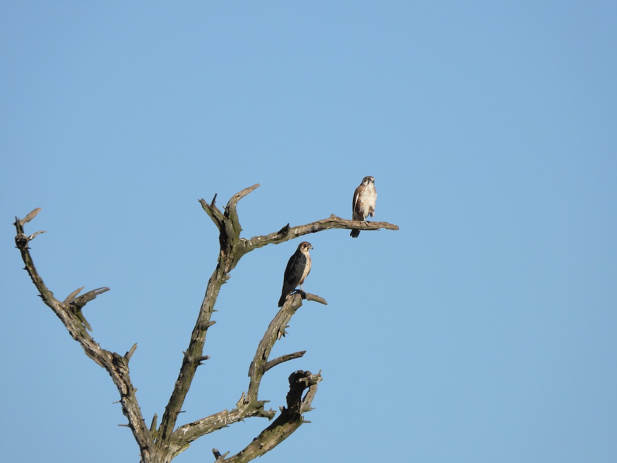 Brown Falcon - Jeffrey Crawley