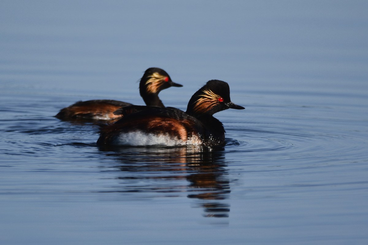 Eared Grebe - Michał Kica