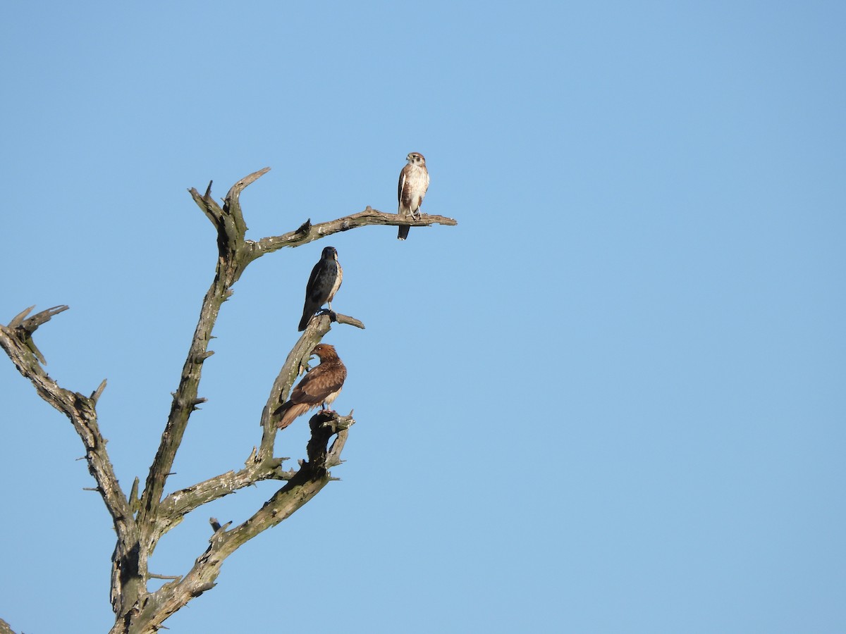 Brown Falcon - Jeffrey Crawley