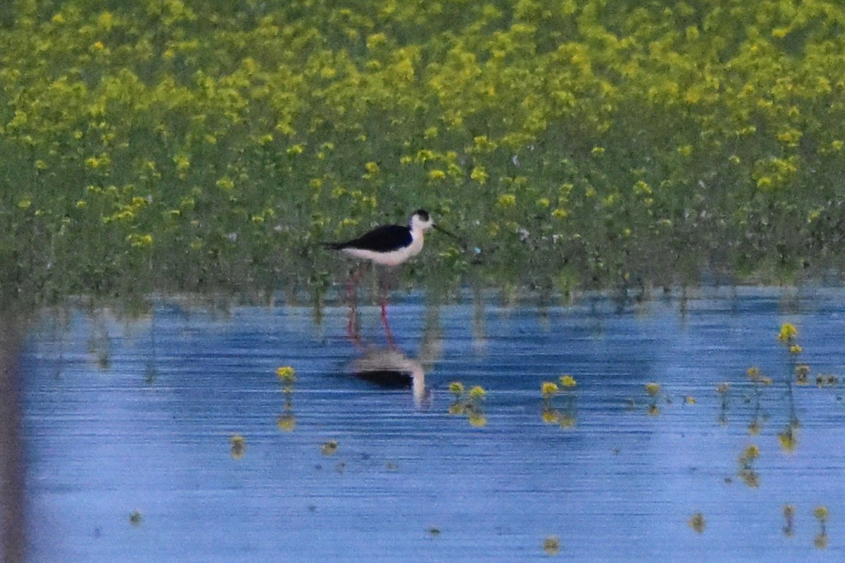 Black-winged Stilt - Michał Kica