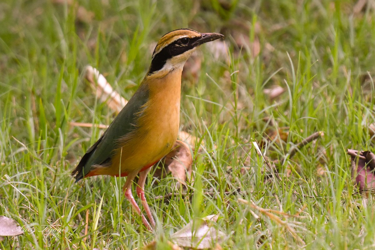 Indian Pitta - arun tyagi