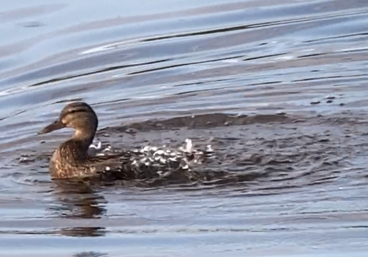 Mallard - André BERNARD