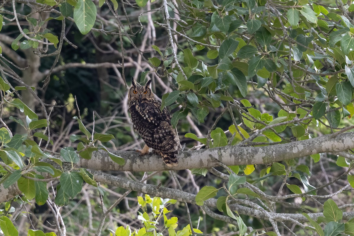 Rock Eagle-Owl - Debankur  Biswas