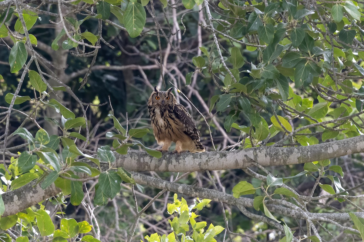 Rock Eagle-Owl - Debankur  Biswas