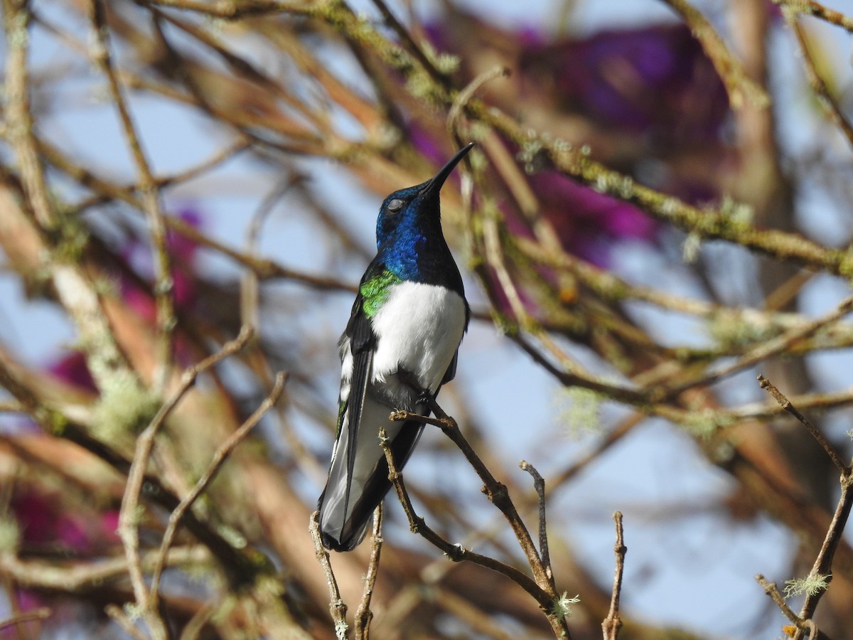 White-necked Jacobin - John Harold Sánchez Galeano