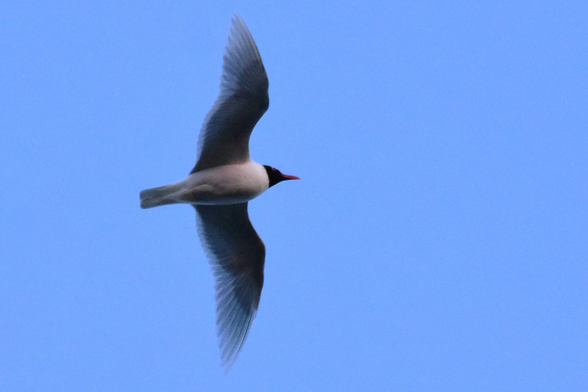 Mediterranean Gull - Michał Kica