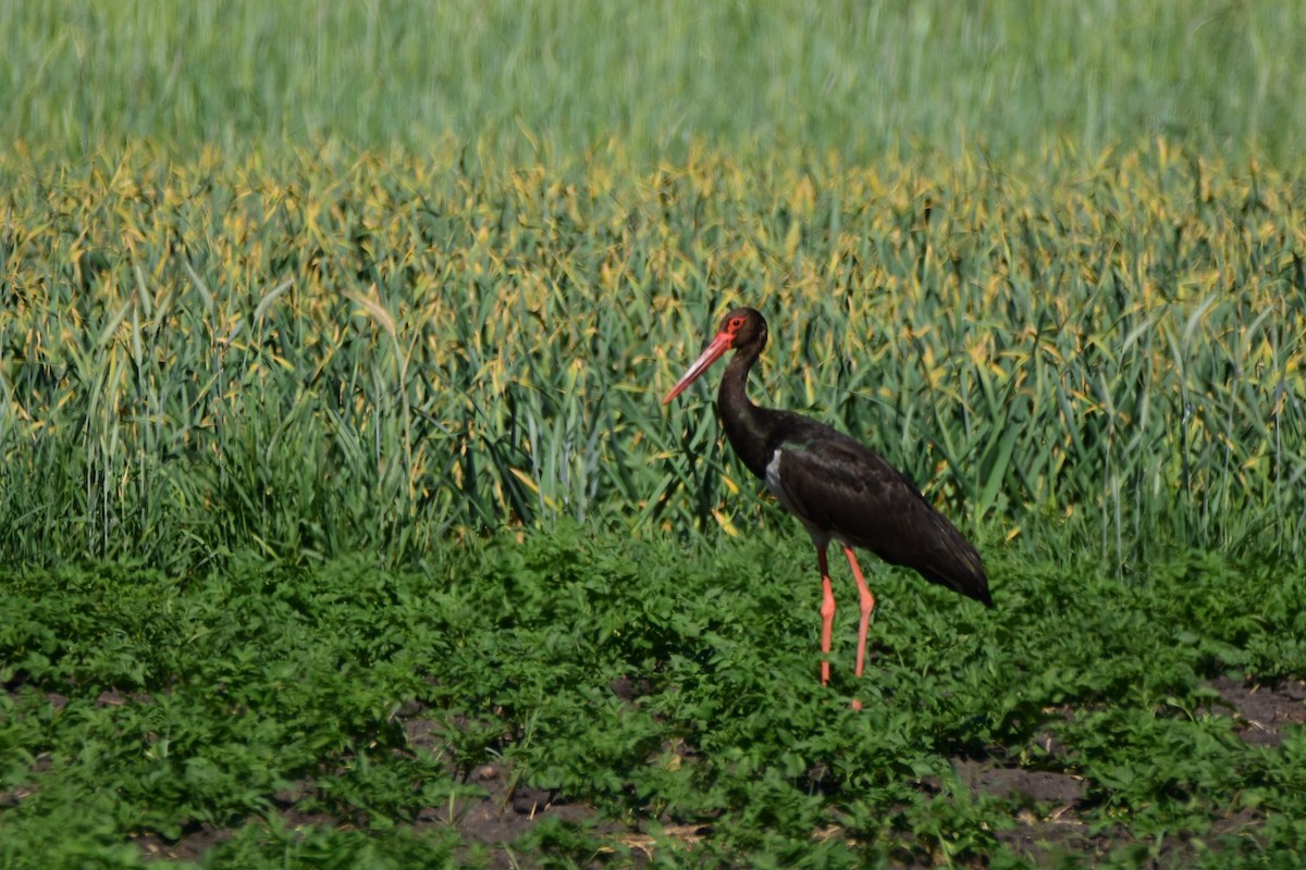 Black Stork - Michał Kica