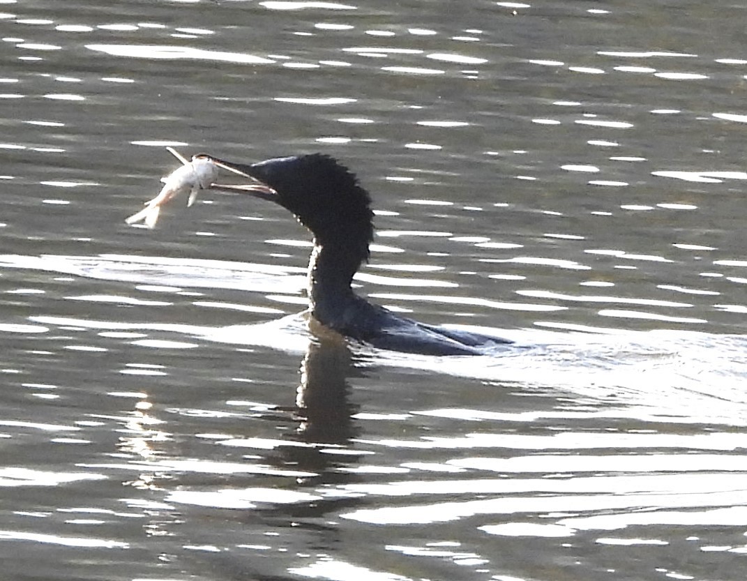 Little Black Cormorant - Suzanne Foley