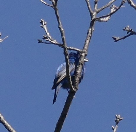 Indigo Bunting - Jonathan Strandjord