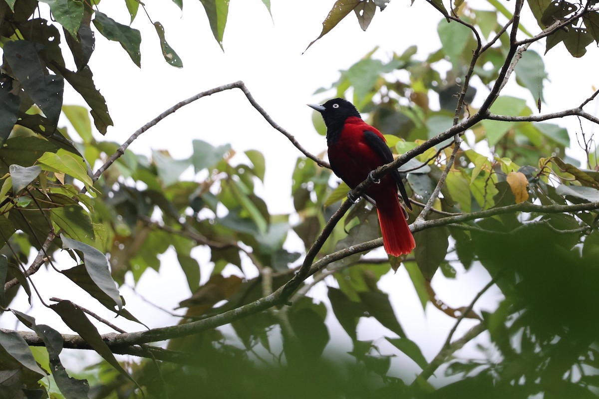 Maroon Oriole - Jian-Long(建龍) WU(吳)