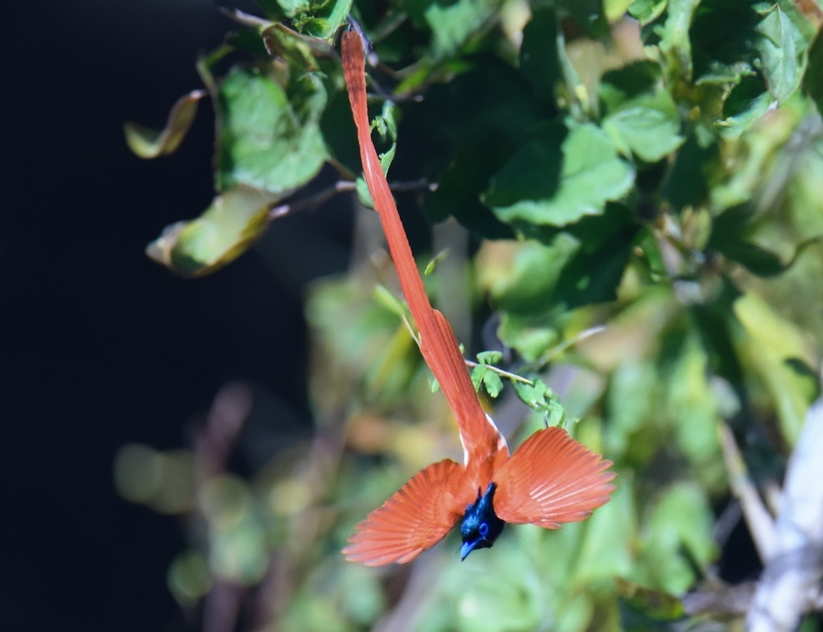 Indian Paradise-Flycatcher - arun tyagi