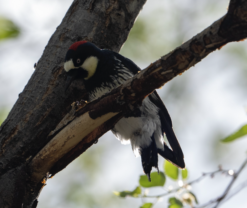 Acorn Woodpecker - Nagi Aboulenein
