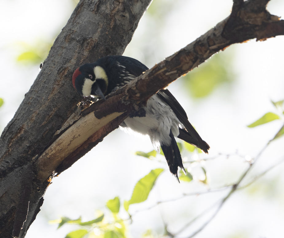 Acorn Woodpecker - Nagi Aboulenein