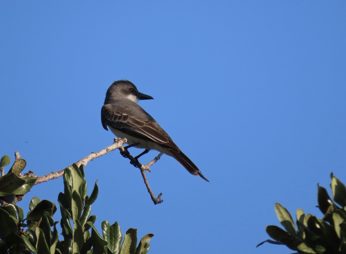 Gray Kingbird - Anonymous