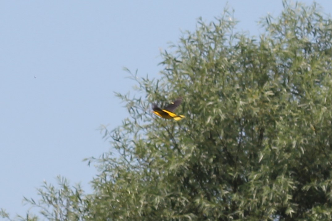 Eurasian Golden Oriole - Vladislav Kurakhtenkov