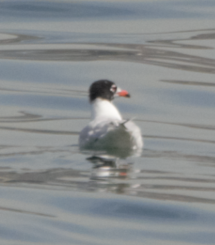 Mediterranean Gull - ML619614925