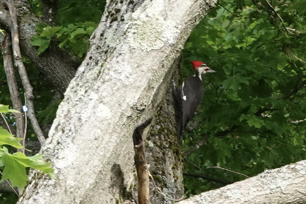 Pileated Woodpecker - André BERNARD