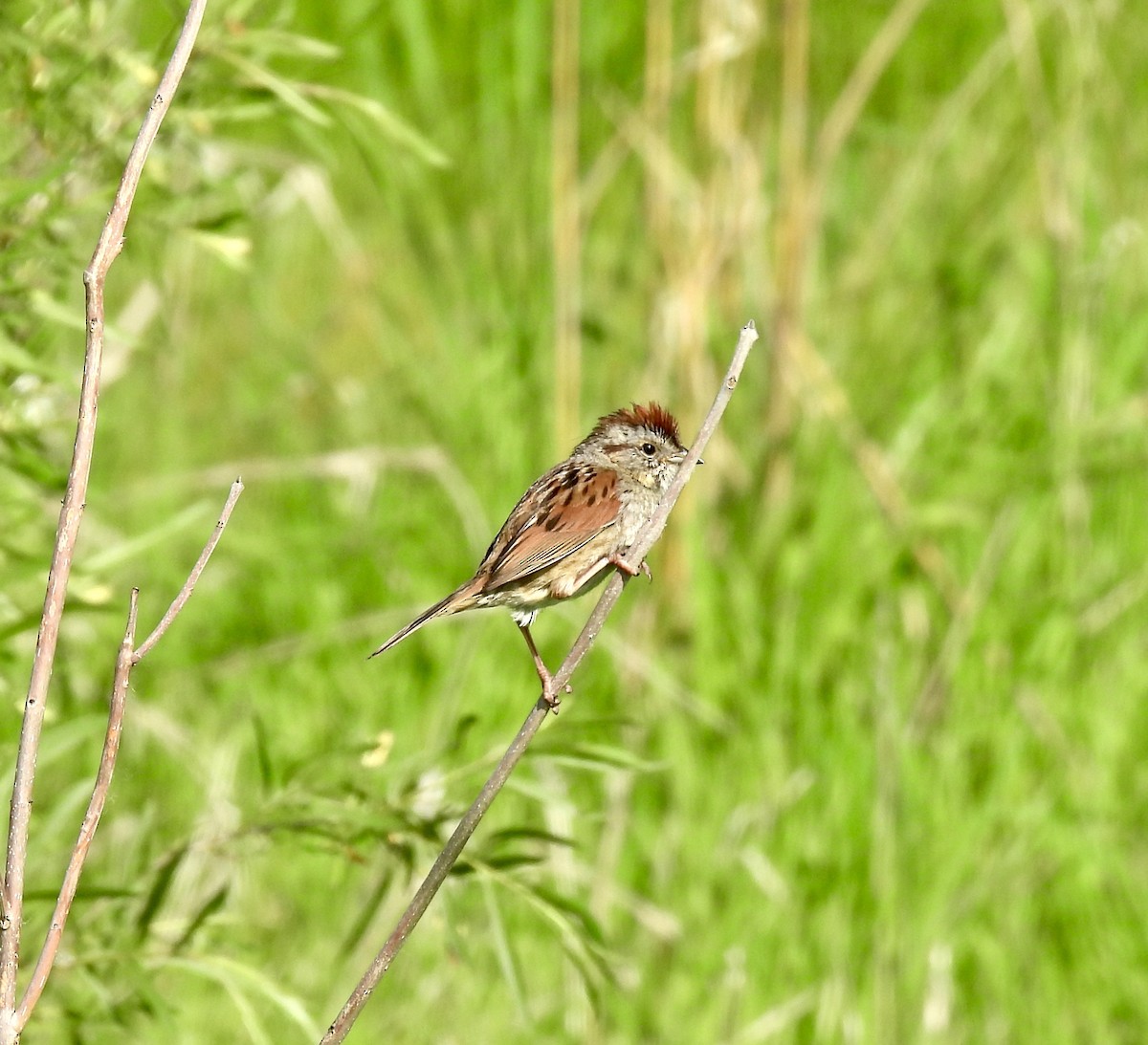Swamp Sparrow - ML619614941