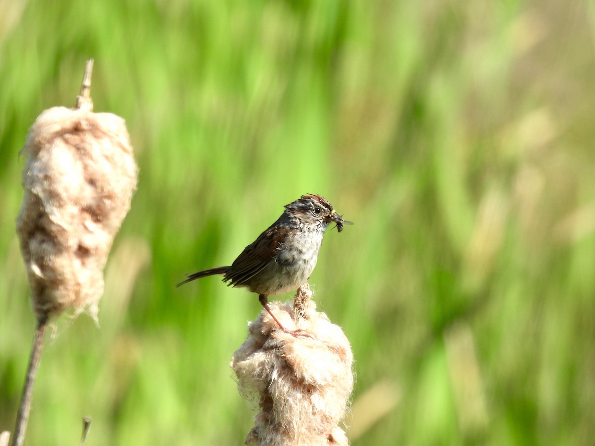 Swamp Sparrow - Corinna Honscheid