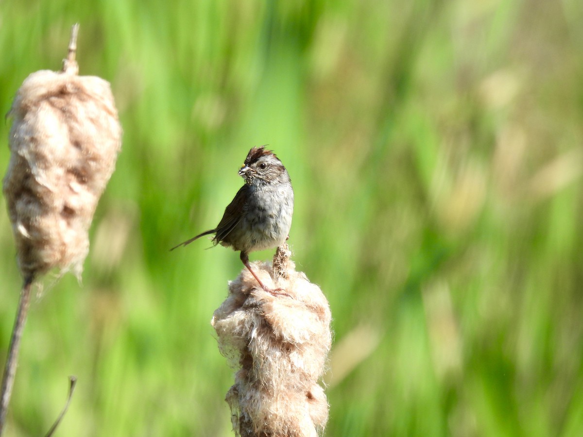 Swamp Sparrow - Corinna Honscheid