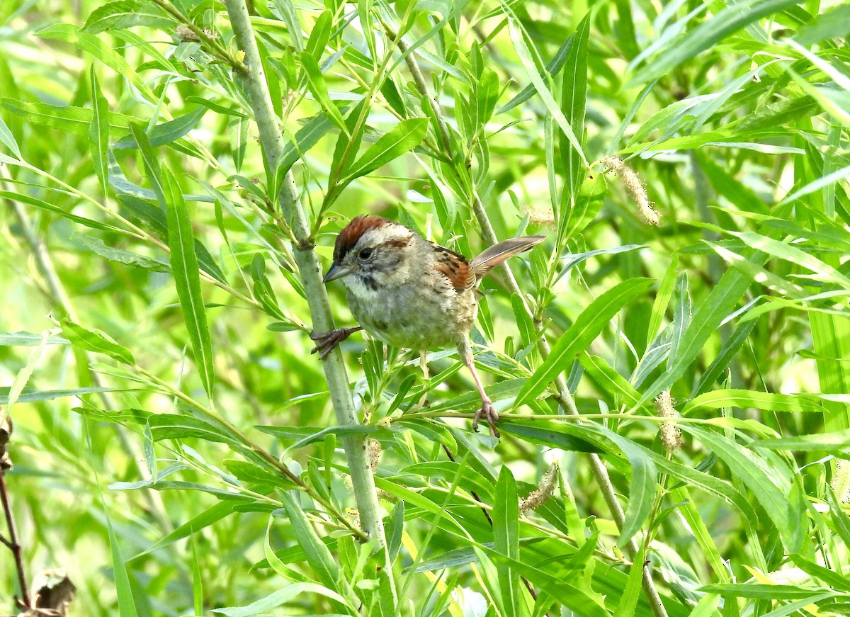 Swamp Sparrow - Corinna Honscheid