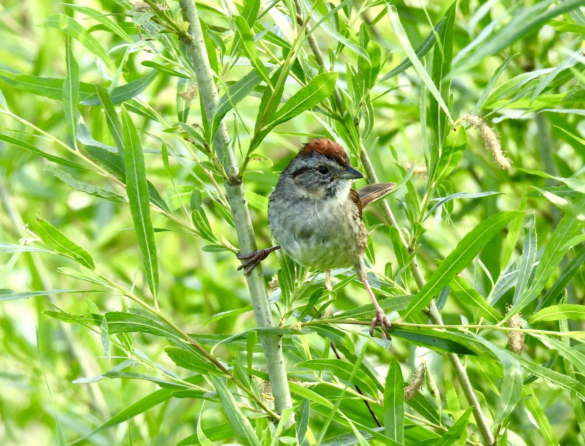 Swamp Sparrow - Corinna Honscheid