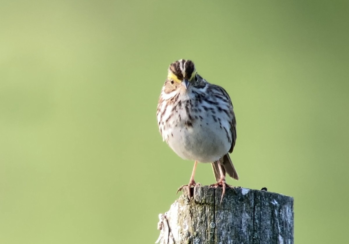 Savannah Sparrow - André BERNARD