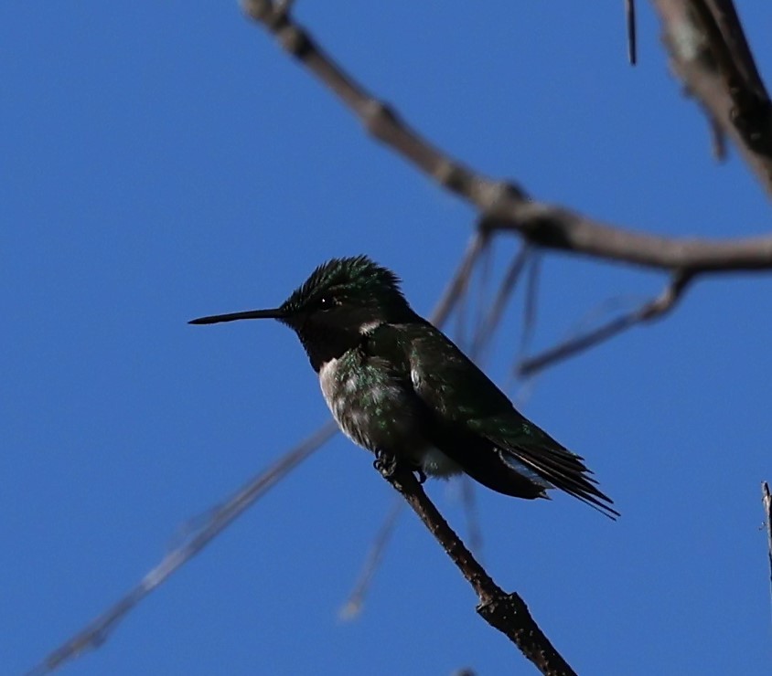 Ruby-throated Hummingbird - Marie Provost