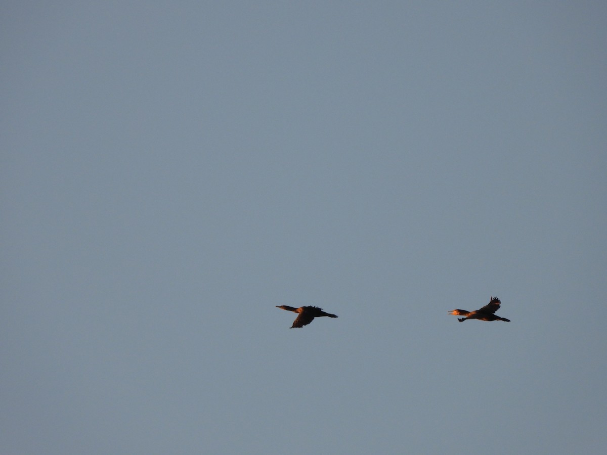 Great Cormorant (Australasian) - Jeffrey Crawley