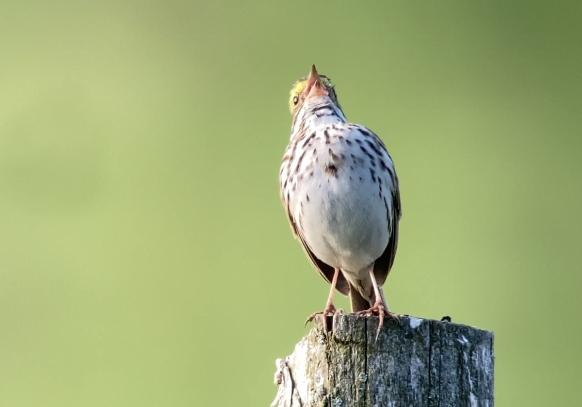 Savannah Sparrow - André BERNARD