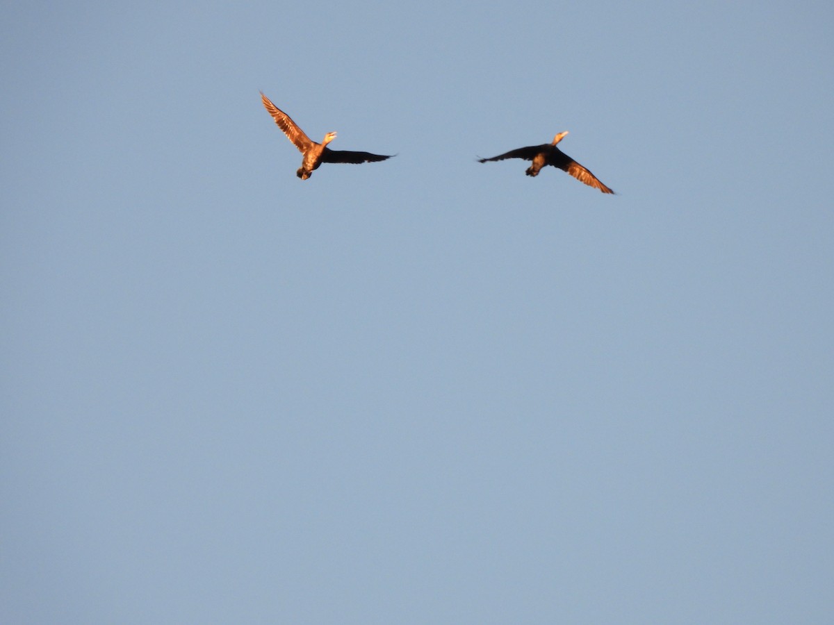 Great Cormorant (Australasian) - ML619614973