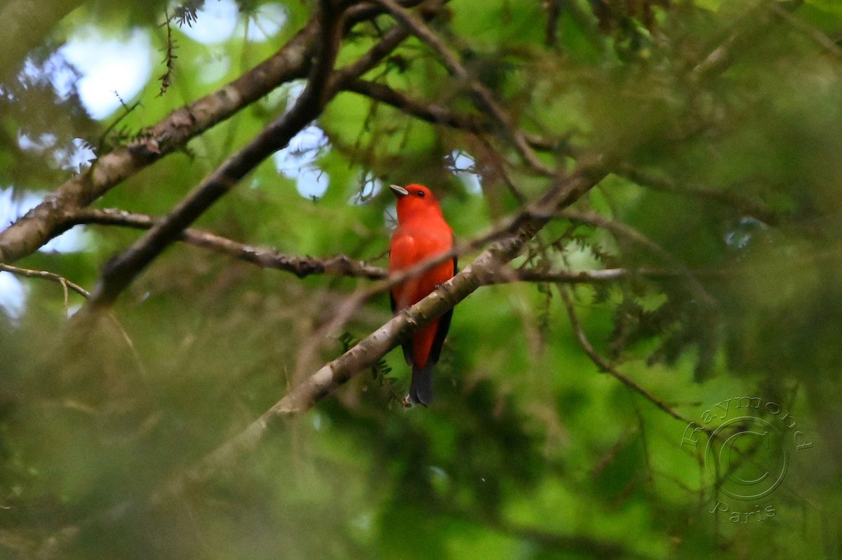 Scarlet Tanager - Raymond Paris