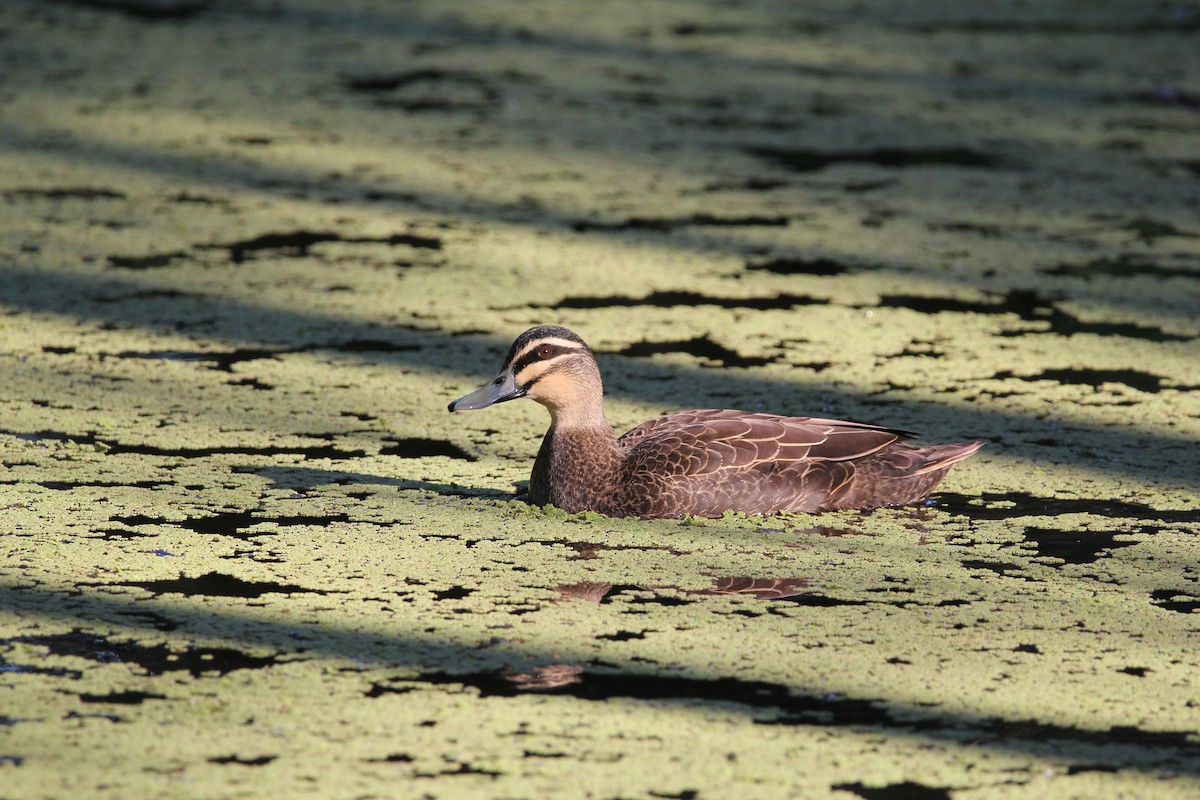 Pacific Black Duck - Tina Bell