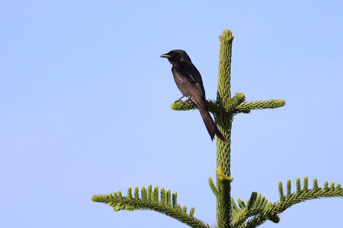 Black Drongo - Jian-Long(建龍) WU(吳)