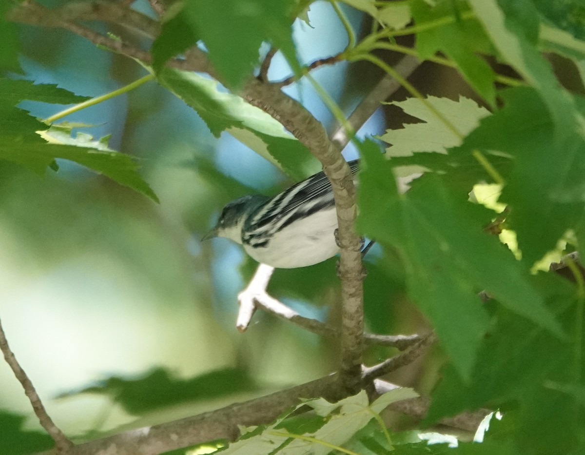 Cerulean Warbler - Timothy Spahr