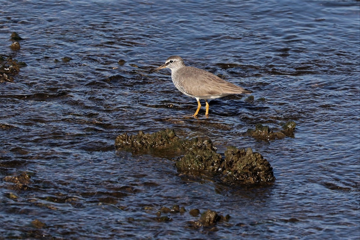 Gray-tailed Tattler - Jian-Long(建龍) WU(吳)