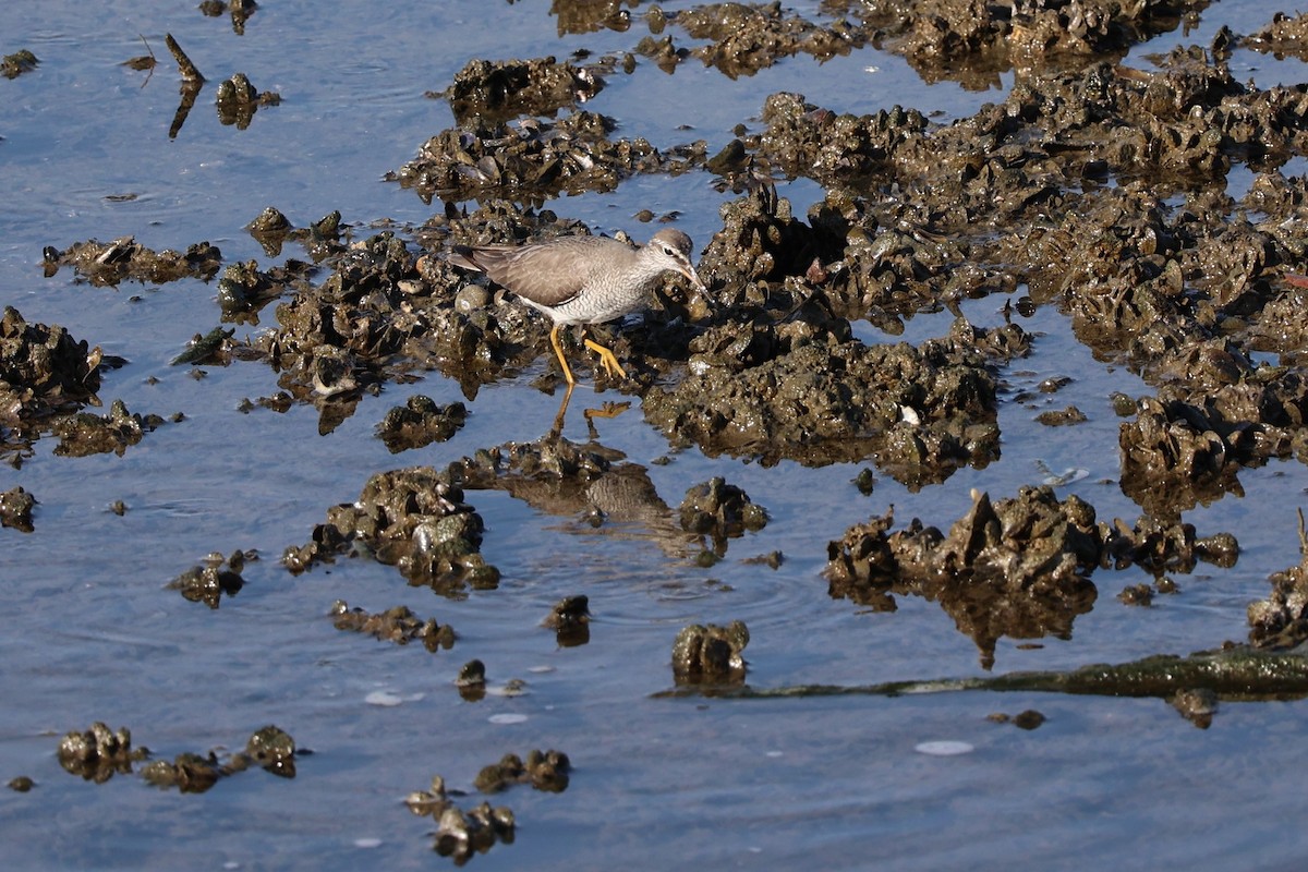 Gray-tailed Tattler - Jian-Long(建龍) WU(吳)