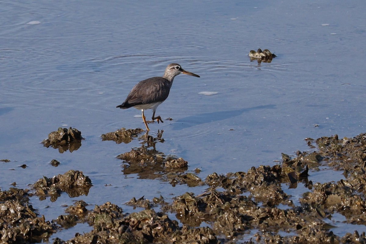 Gray-tailed Tattler - Jian-Long(建龍) WU(吳)