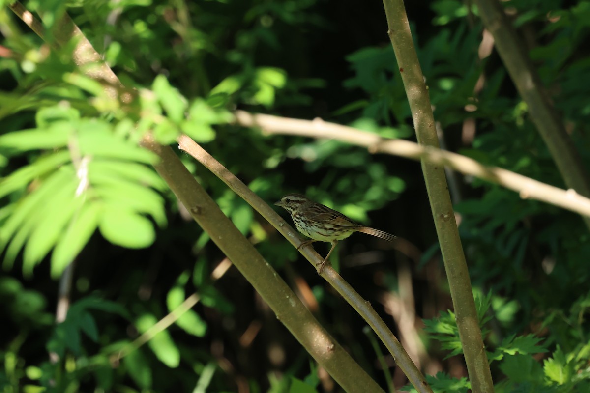 Song Sparrow - Marie Provost