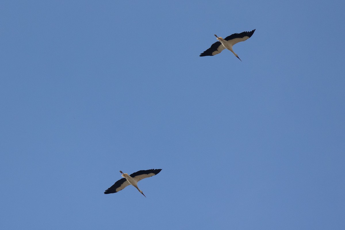 White Stork - Honza Grünwald