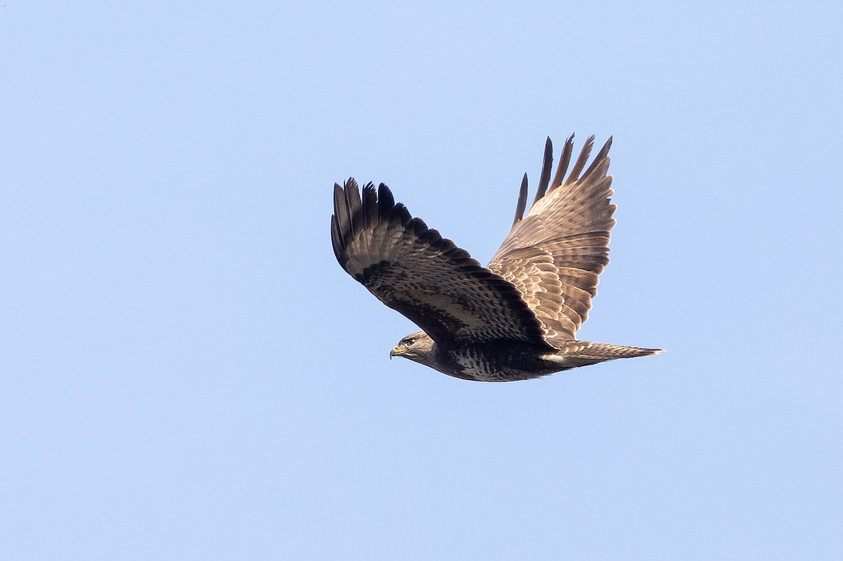 Common Buzzard - Honza Grünwald