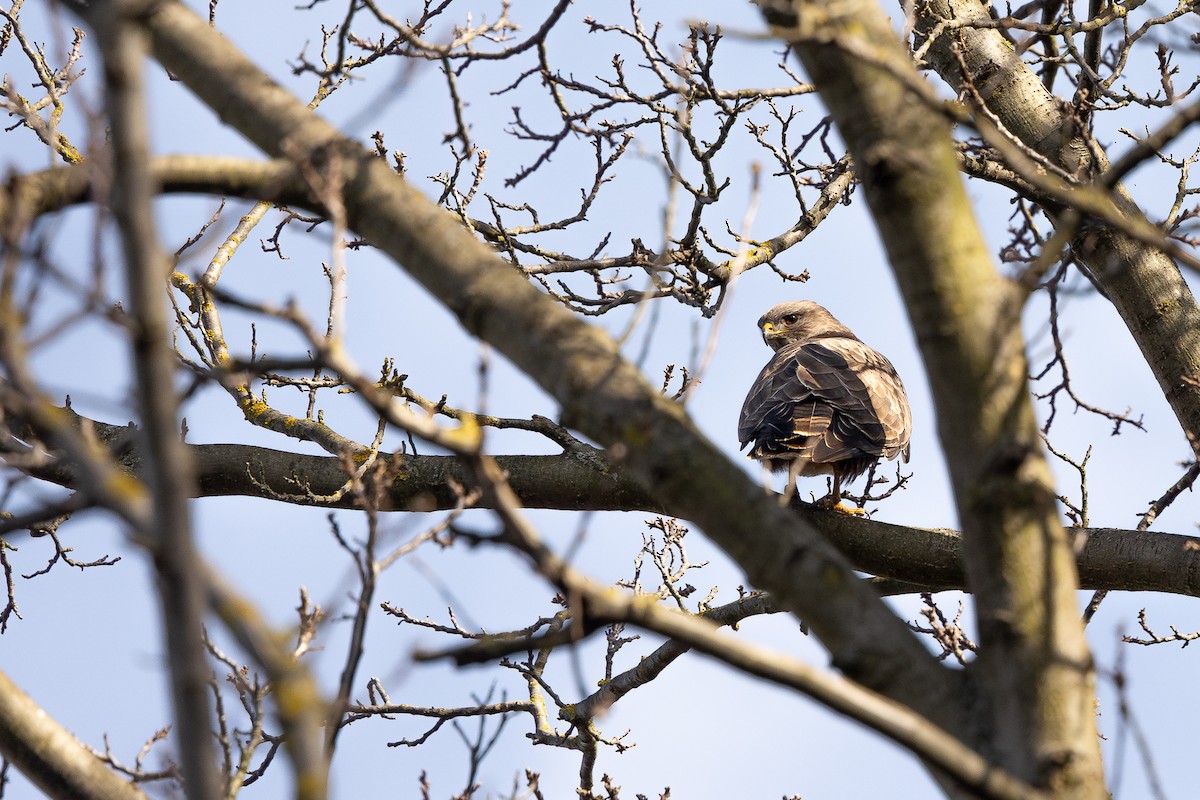 Common Buzzard - Honza Grünwald