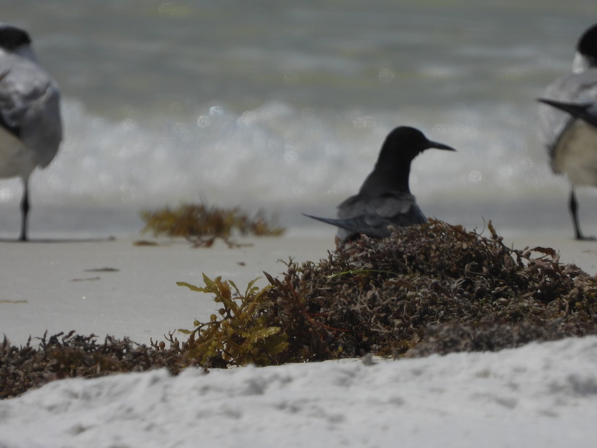 Black Tern - Sherri Adkisson