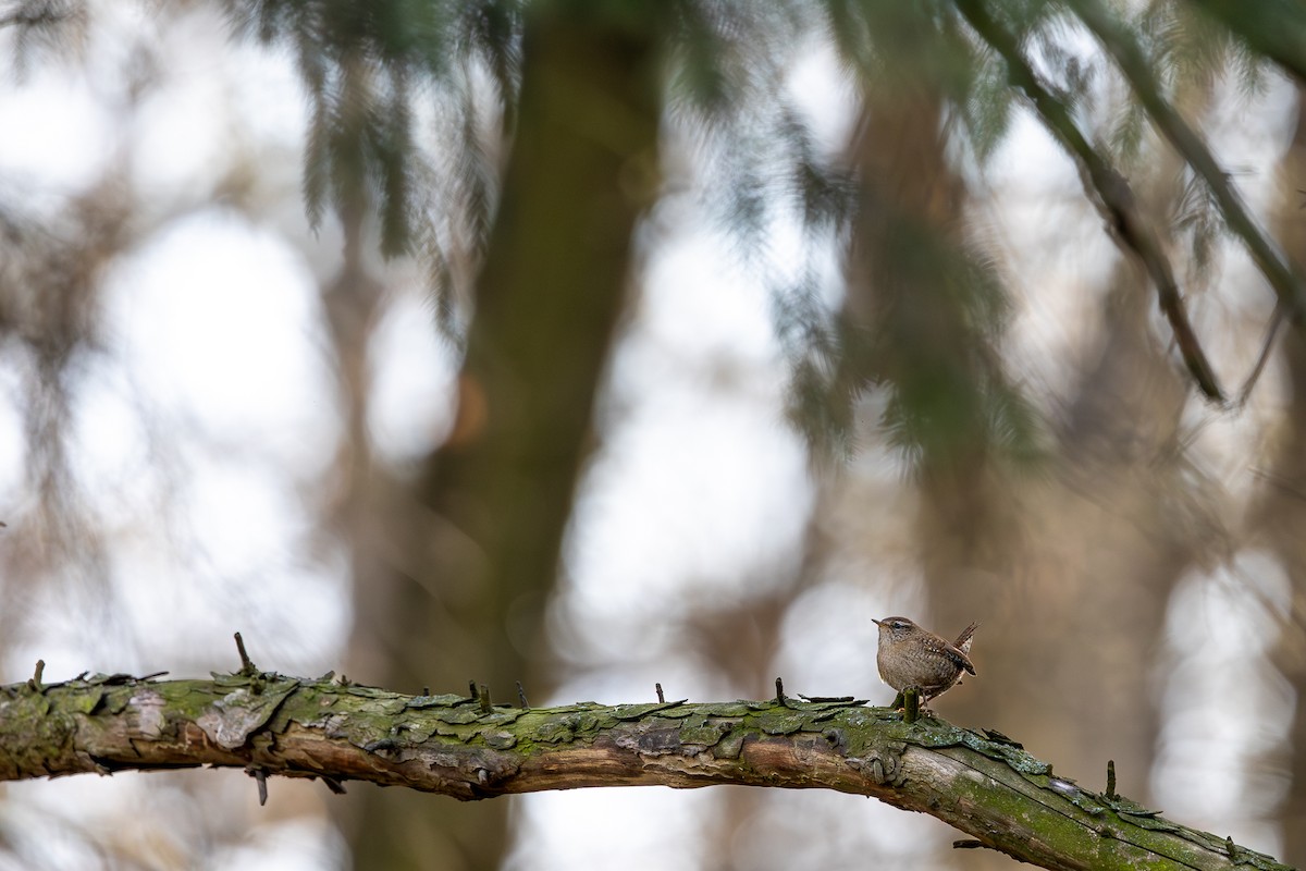 Eurasian Wren - Honza Grünwald