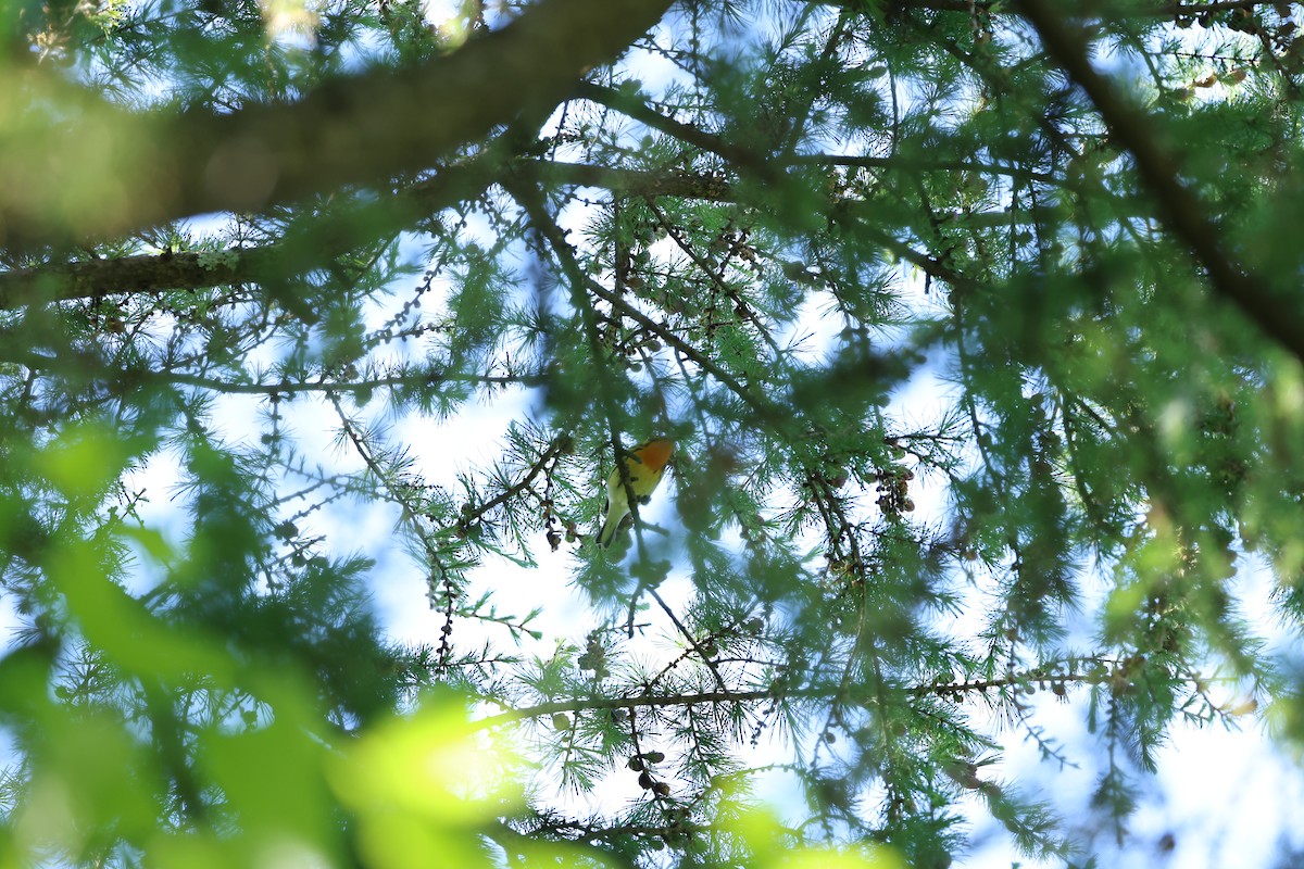 Blackburnian Warbler - Marie Provost