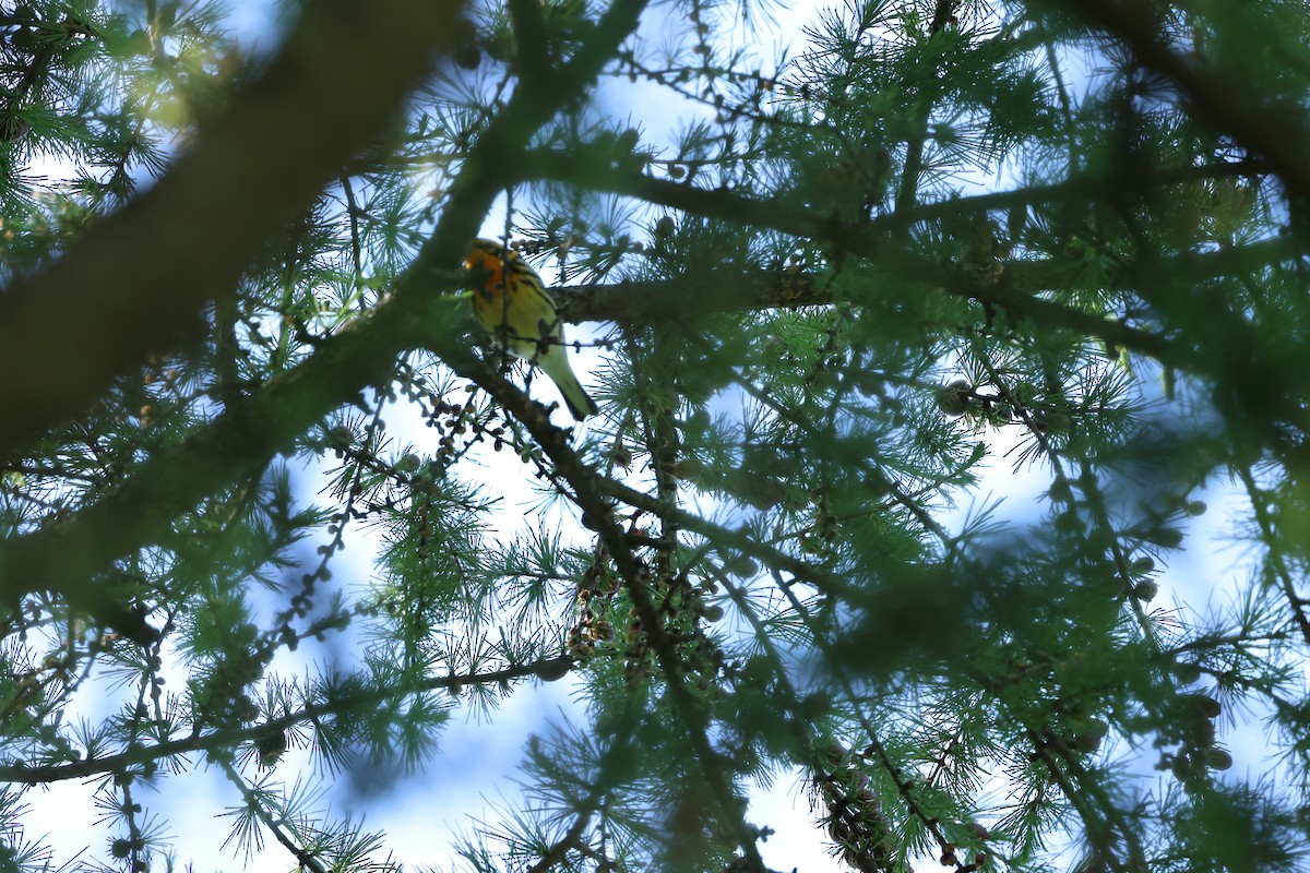 Blackburnian Warbler - Marie Provost