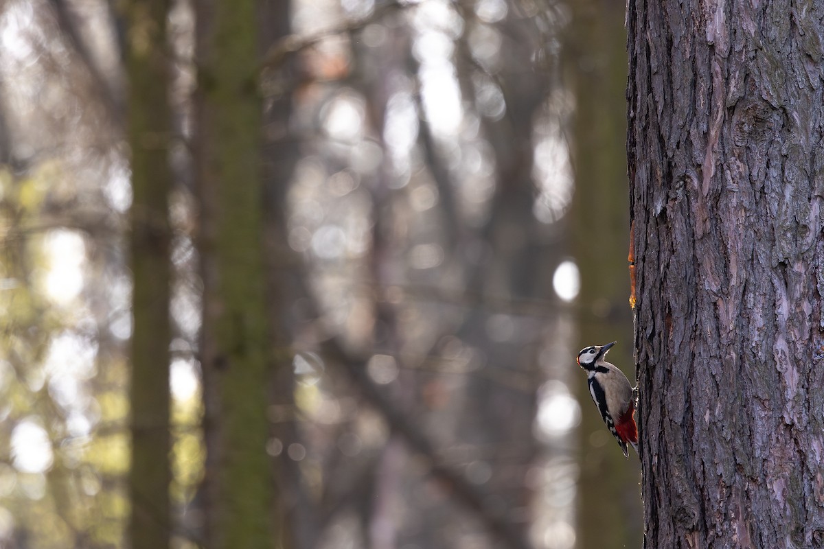 Great Spotted Woodpecker - Honza Grünwald