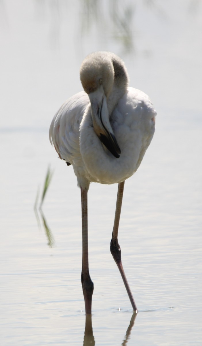 Greater Flamingo - Randy Maharaj