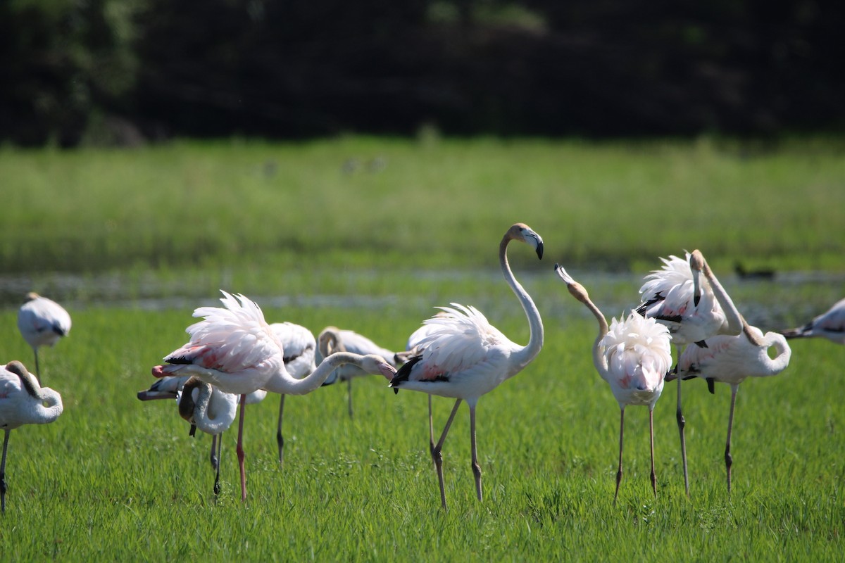 Greater Flamingo - Randy Maharaj