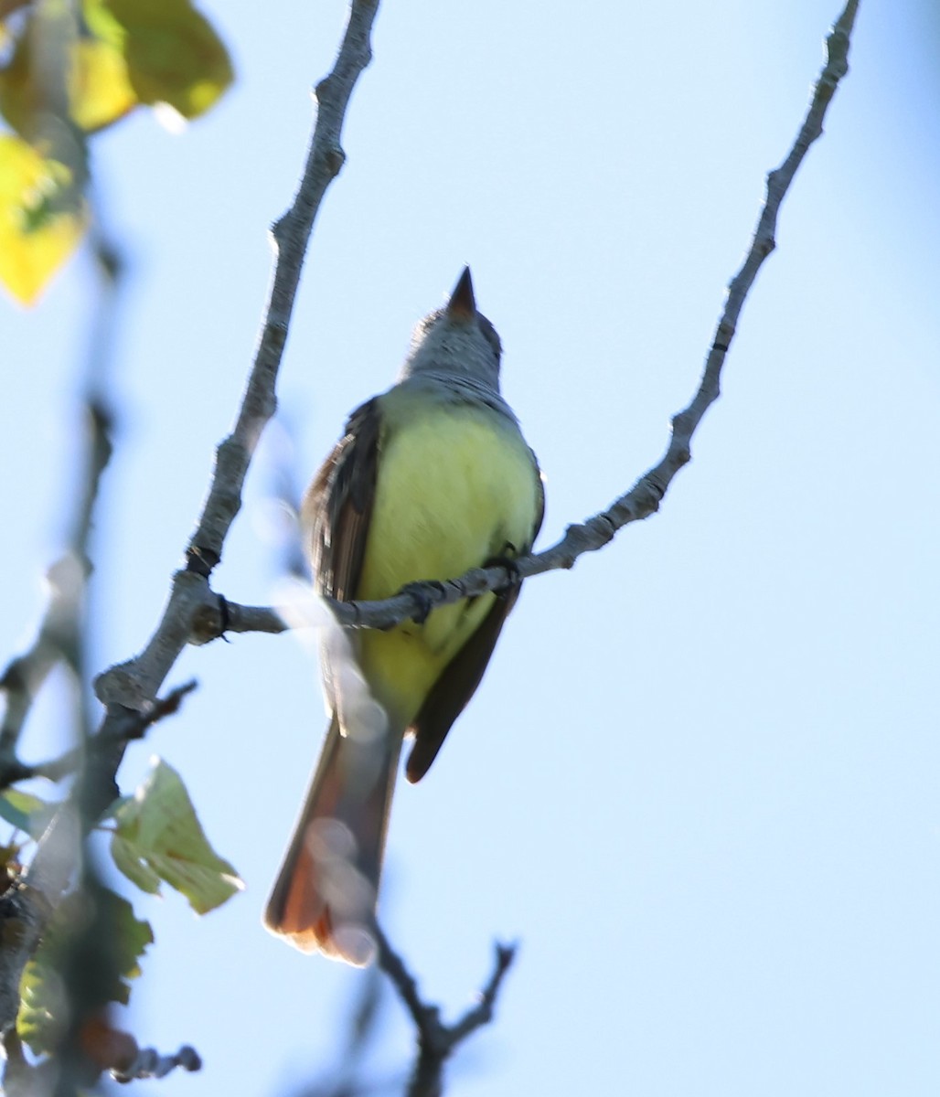 Great Crested Flycatcher - Marie Provost